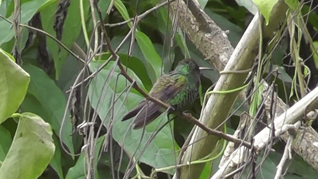 Blue-tailed Hummingbird - ML201140251