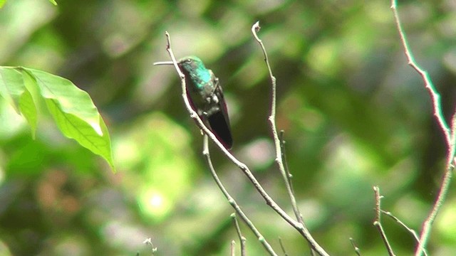 Blue-tailed Hummingbird - ML201140261
