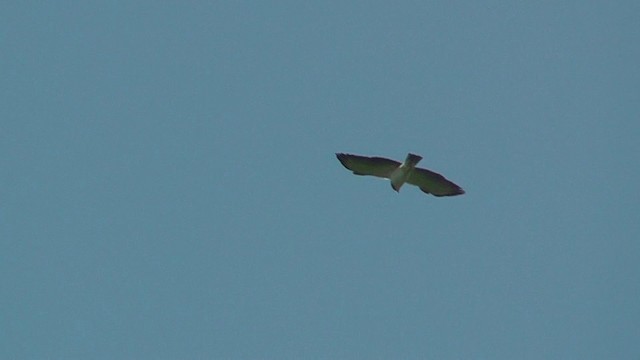 Short-tailed Hawk - ML201140341
