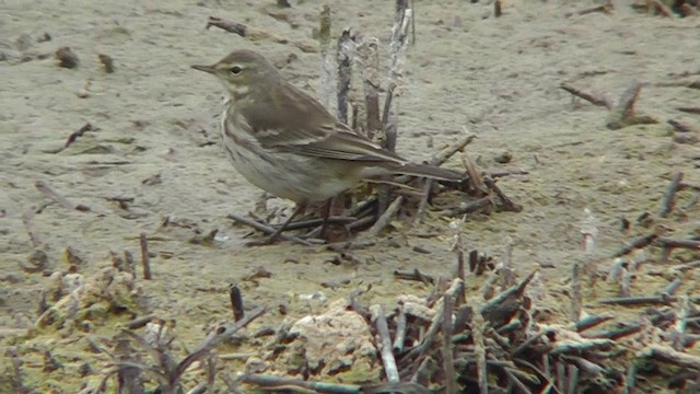 Water Pipit - ML201140711