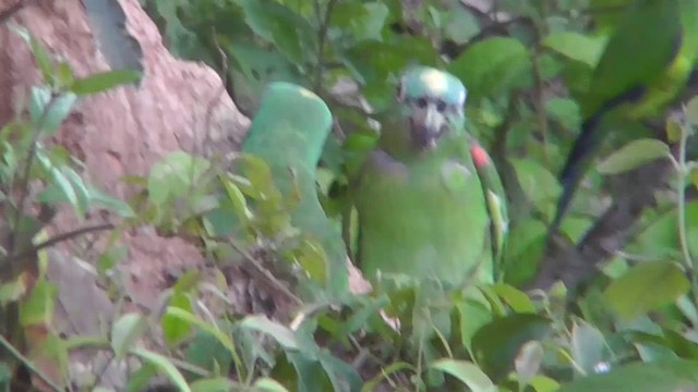 Yellow-crowned Parrot - ML201141031