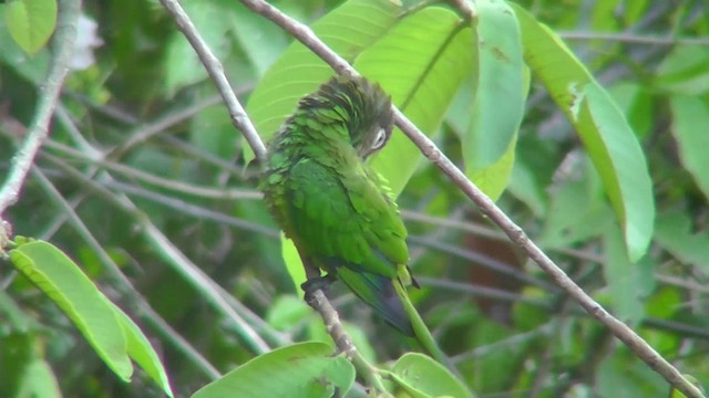 Dusky-headed Parakeet - ML201141151