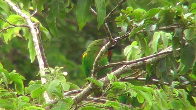 Orange-cheeked Parrot - ML201141191