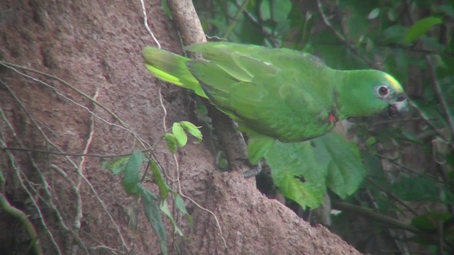 Yellow-crowned Parrot - ML201141221