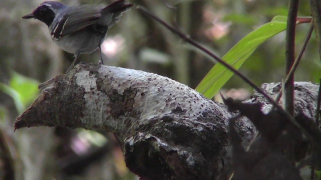 Black-faced Antbird - ML201141281