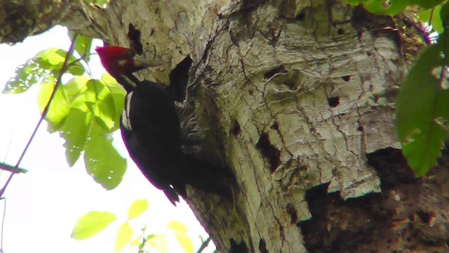 Crimson-crested Woodpecker - ML201141321