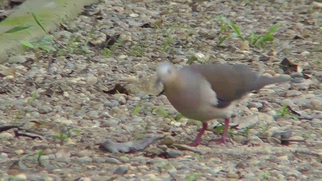 Gray-fronted Dove - ML201141371