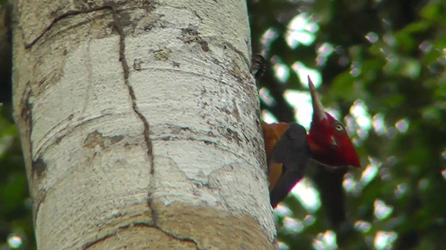 Red-necked Woodpecker - ML201141431
