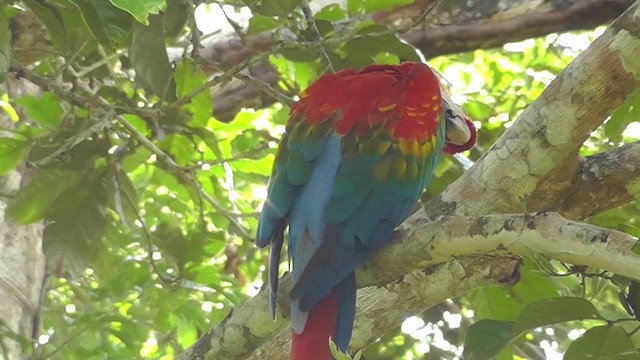Scarlet Macaw - ML201141441