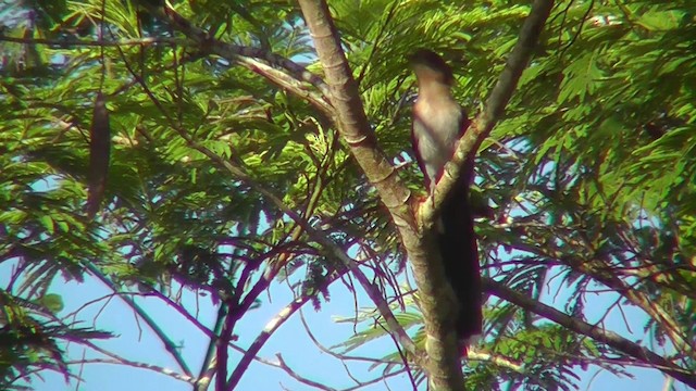 Squirrel Cuckoo (Amazonian) - ML201141501