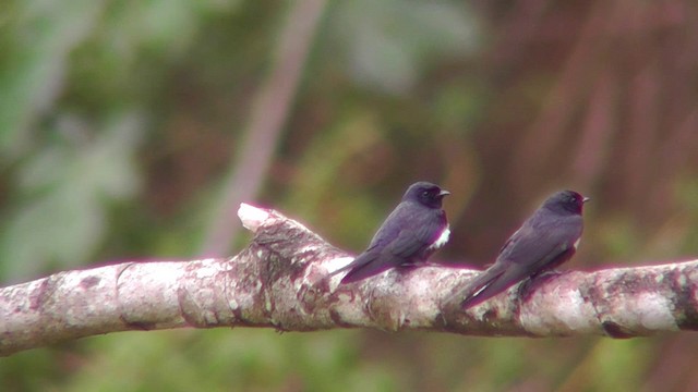 White-banded Swallow - ML201141521