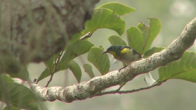Green Sunbird (Yellow-throated) - ML201142131