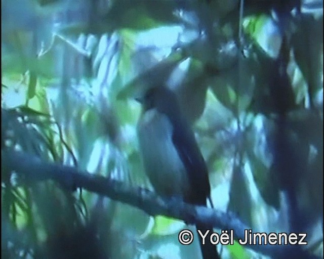 Black-goggled Tanager - ML201142731