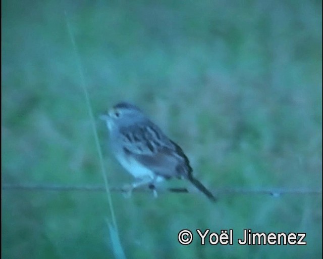Grassland Sparrow - ML201142761