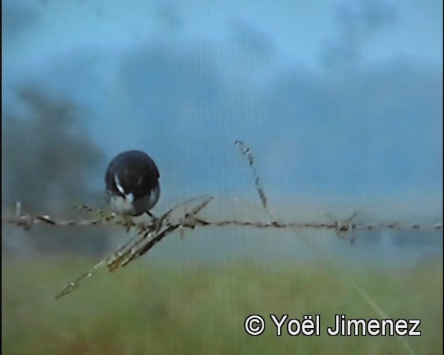 Double-collared Seedeater - ML201142771
