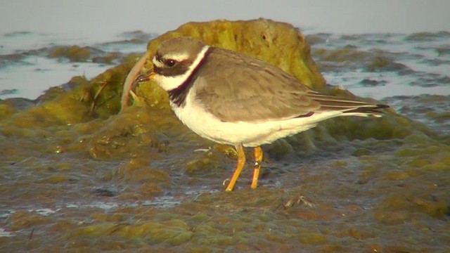 Common Ringed Plover - ML201142971