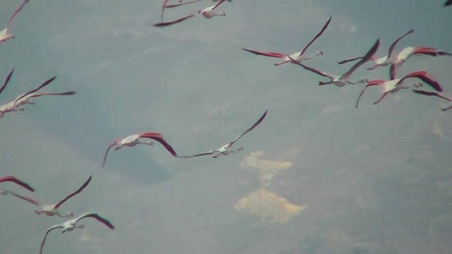 Greater Flamingo - ML201143001