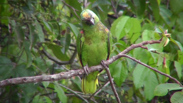 Yellow-crowned Parrot - ML201143641