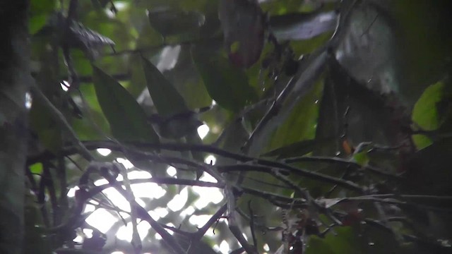 Band-tailed Antbird - ML201143711