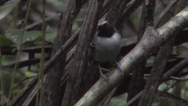 Black-faced Antbird - ML201143751