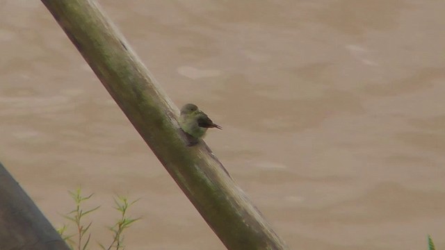 Double-collared Seedeater - ML201143921