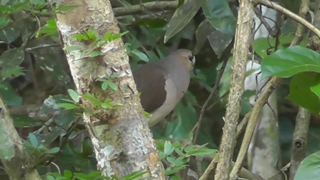 Gray-fronted Dove - ML201143981