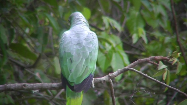 Mealy Parrot (Southern) - ML201143991