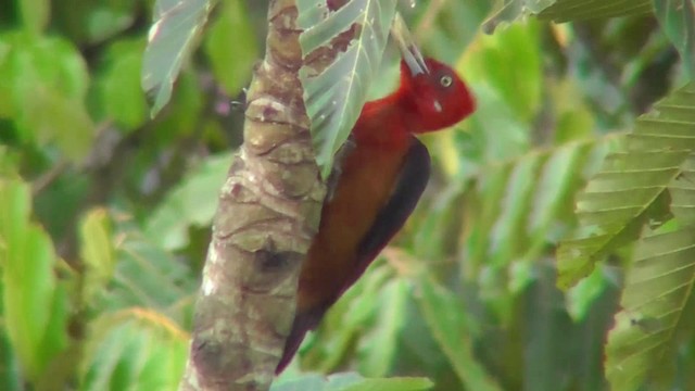 Red-necked Woodpecker - ML201144001