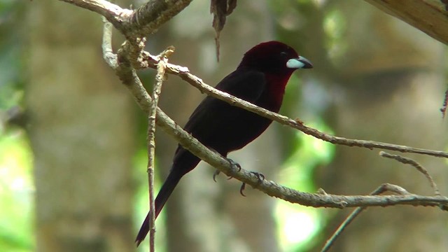 Silver-beaked Tanager - ML201144061
