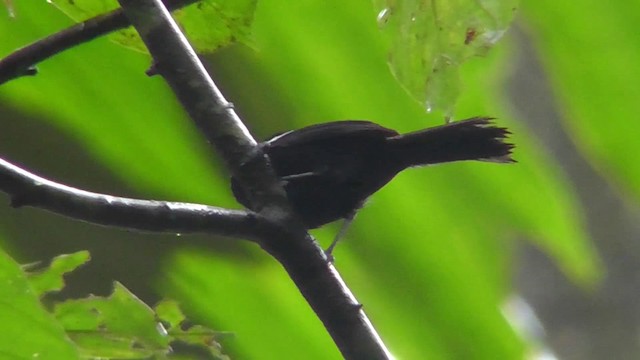 White-shouldered Tanager - ML201144151