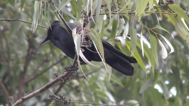 Large-billed Crow - ML201144661