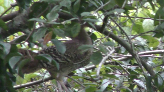 Sri Lanka Junglefowl - ML201144781