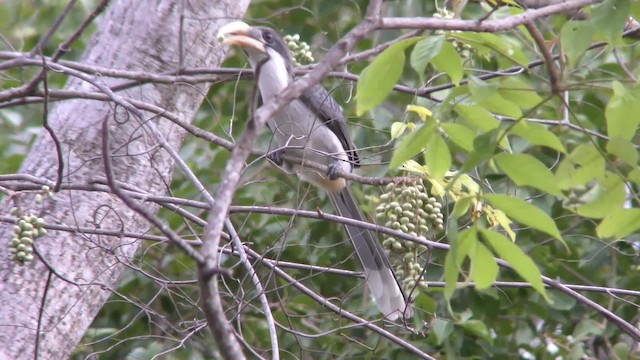 Sri Lanka Gray Hornbill - ML201144791