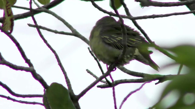 Sri Lanka Green-Pigeon - ML201144801