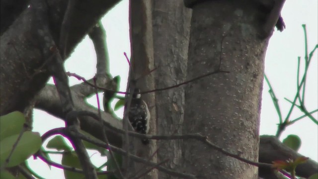 Brown-capped Pygmy Woodpecker - ML201144901