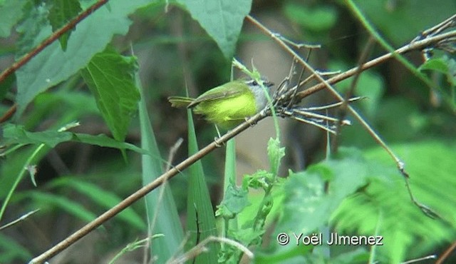 Yellow-bellied Warbler - ML201145111