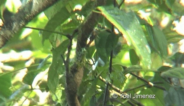 Chinese Leaf Warbler - ML201145291