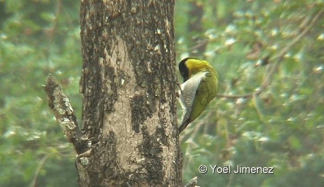 Black-headed Woodpecker - ML201145571