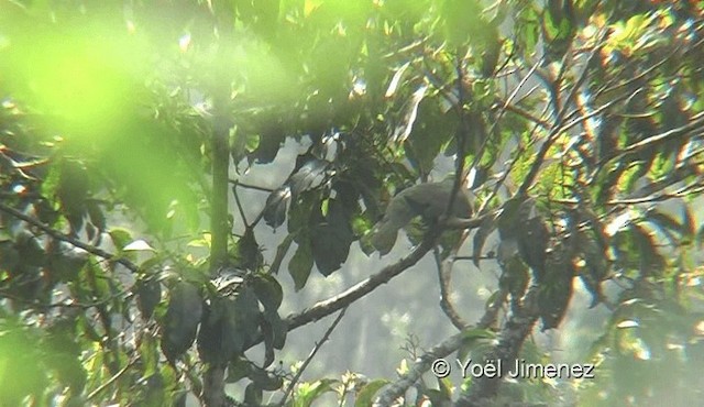 White-bellied Green-Pigeon - ML201145641