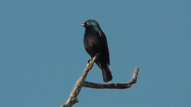 Black-bellied Starling - ML201145771