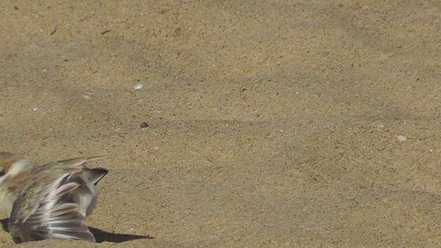 White-fronted Plover - ML201145811
