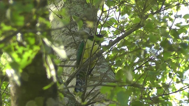 African Emerald Cuckoo - ML201145861