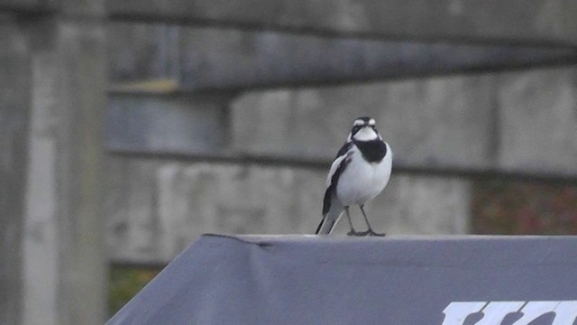 African Pied Wagtail - ML201145871