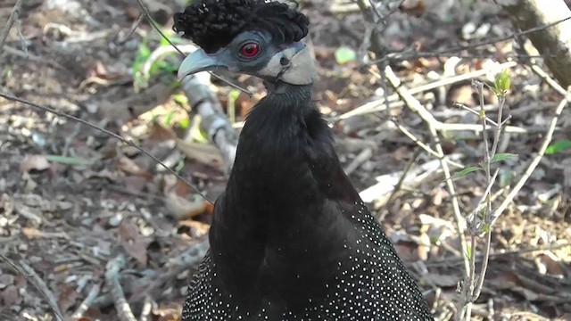 Southern Crested Guineafowl - ML201146081