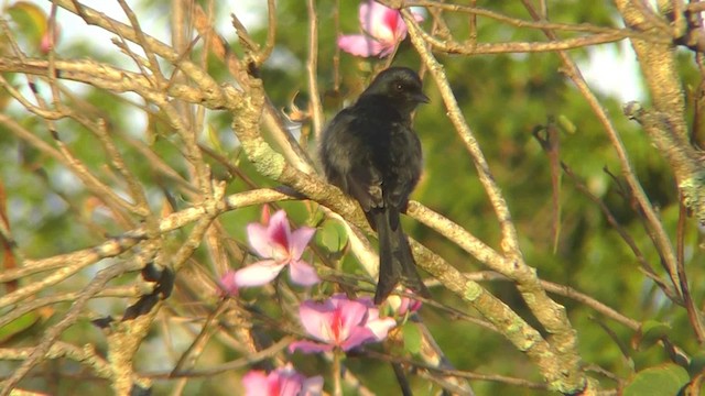 Fork-tailed Drongo - ML201146141