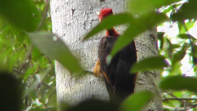 Red-necked Woodpecker - ML201146481