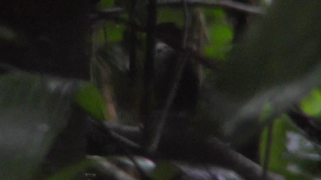 Соловьиный крапивник - ML201146541