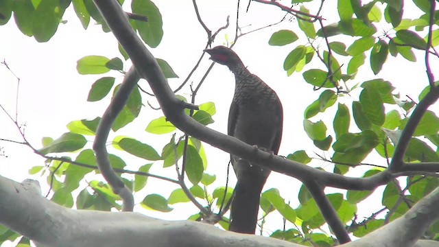 Speckled Chachalaca (Speckled) - ML201146551