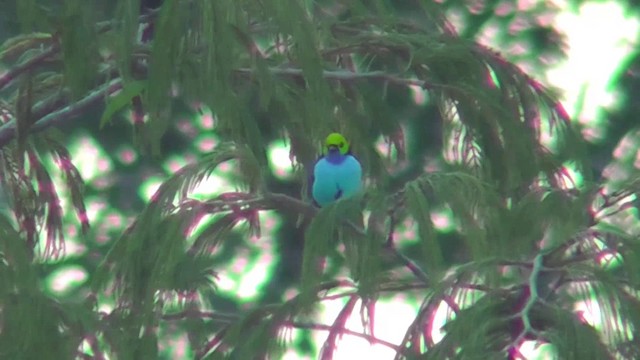 Paradise Tanager - ML201147011