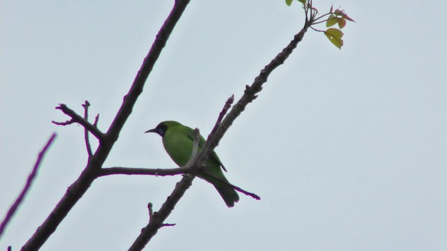 Golden-fronted Leafbird - ML201147021
